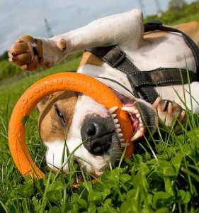 Staffordshire Bull Terrier Play