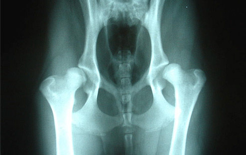 Dog Hip X-ray