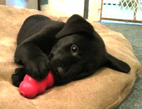 Puppy chewing Kong